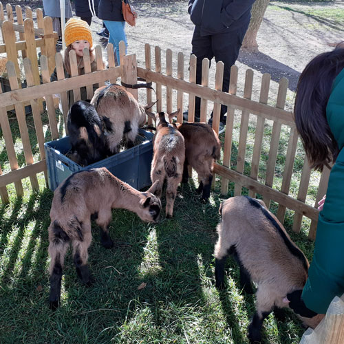 Sortie à la ferme